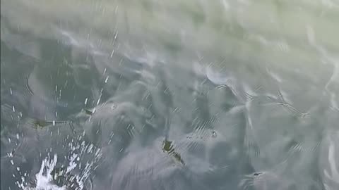 Sea bass