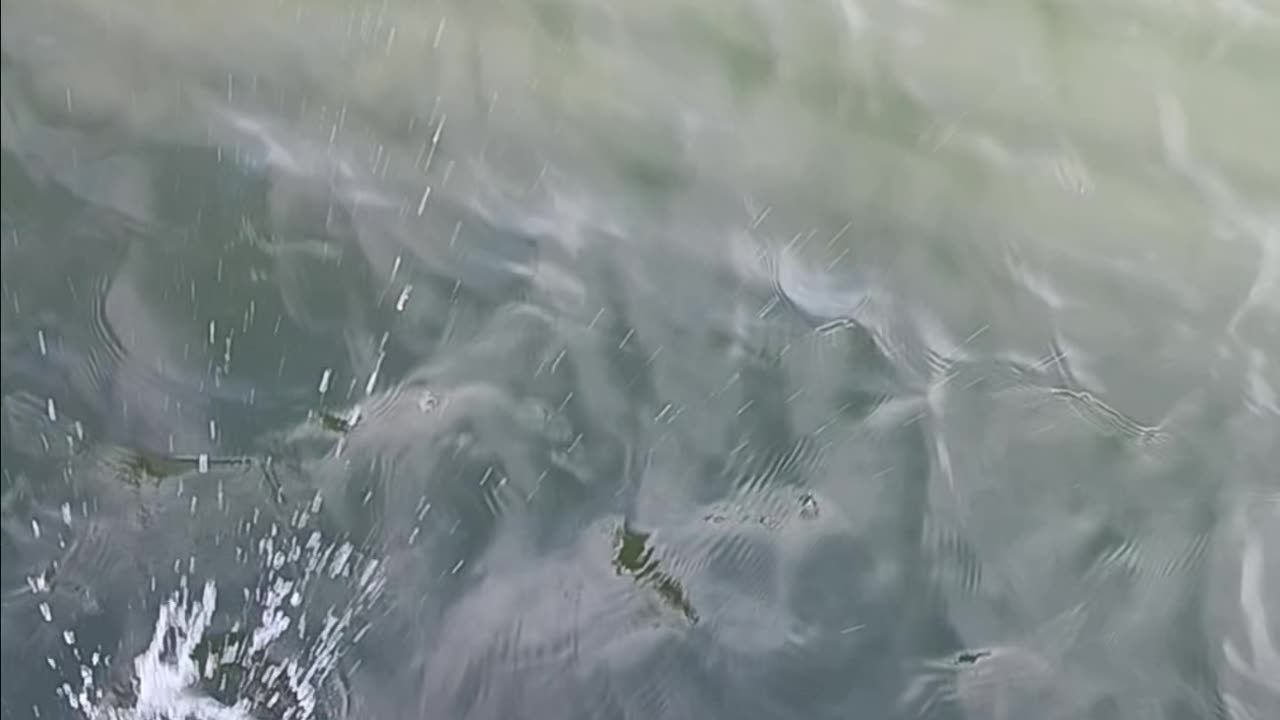 Sea bass