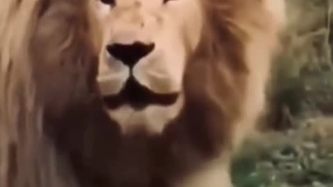 Lion Acknowledging the songs' pitch funny moments 🦁🤣🤣🤣