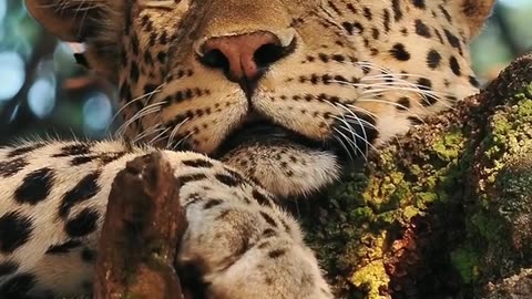 No two safaris are ever the same—each moment is a rare glimpse into a world untouched and untamed.”