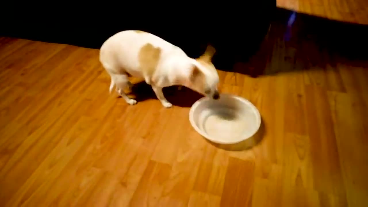 Chihuahua Compilations