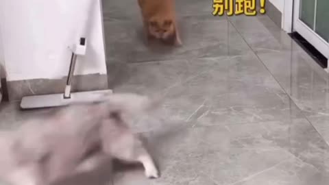 cats funny videos