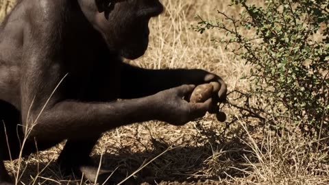 Witness Life 6.2 Million Years Ago | Birth of the Human Hunters