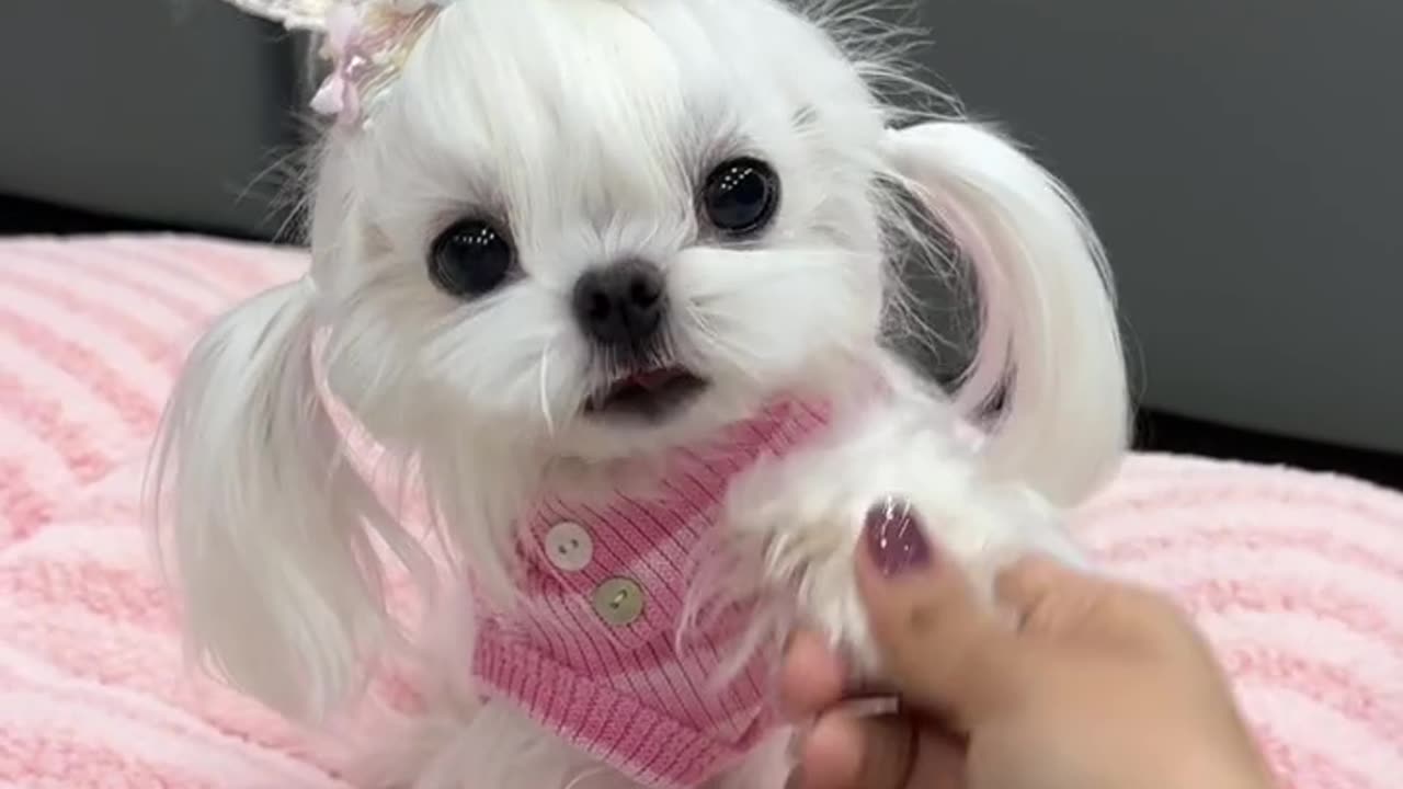 Fluffy & Funny: The Most Adorable Animal Clips Ever! 🥰