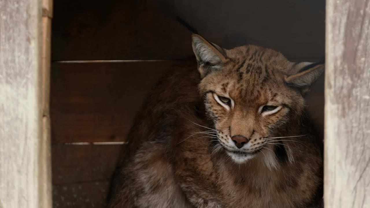 Bobcat sitting in a wooden house at the zoo