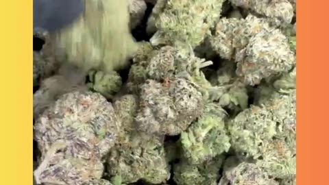 Gelato 47 (30% THCa) AAA Indoor Indica | Minty-Smooth Heavy-Hitter for Wholesale Buyers