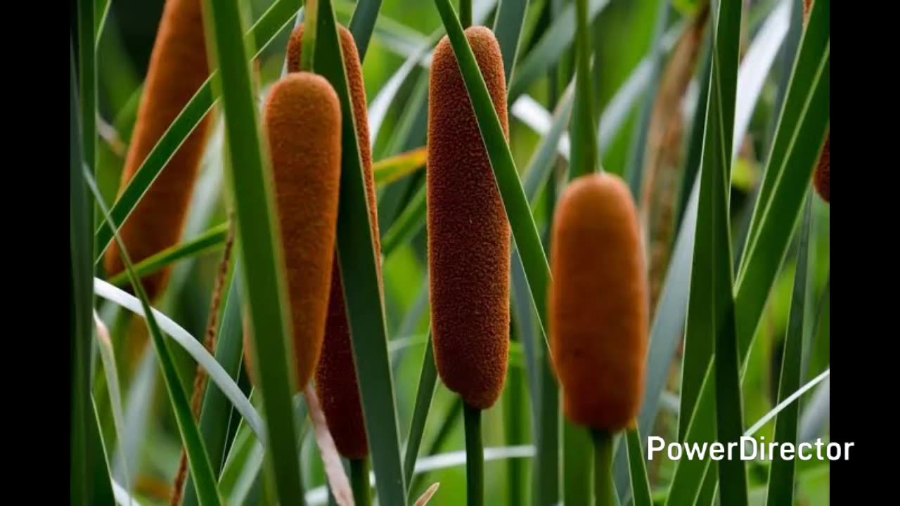 Cattail
