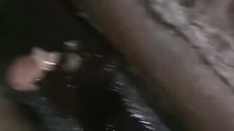 😂🐱 Kitten Rescue: The Funniest Attempt! | FunFM