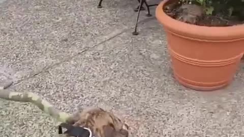 😂 This Dog's Proud Moment with a Stick! | FunFM