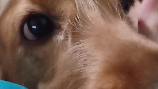 dog, cute, animals, pet, entertainment, dogshow, film