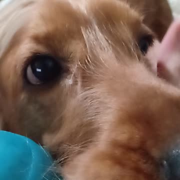 dog, cute, animals, pet, entertainment, dogshow, film