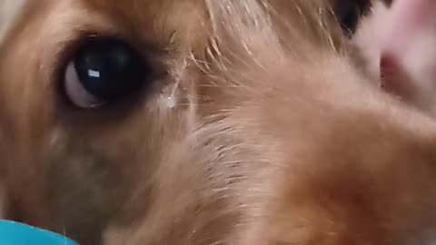 dog, cute, animals, pet, entertainment, dogshow, film