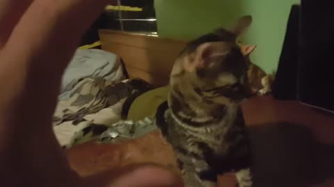 Pointless Pet Video Episode 8 : Where The Hell Is My Million Views (September 6, 2017)