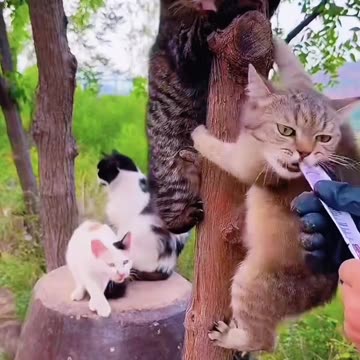 🐱💛 "Happy Little Kitten 😻 | Daily Life of a Stray Cat"