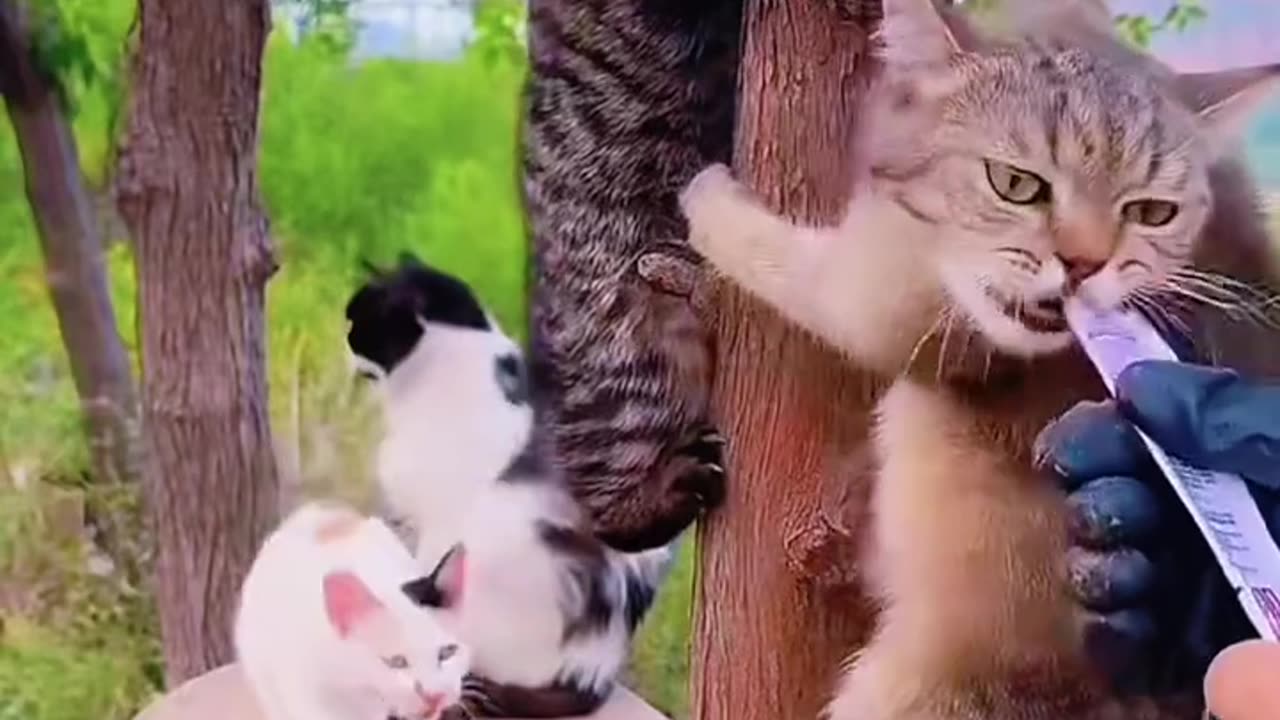 🐱💛 "Happy Little Kitten 😻 | Daily Life of a Stray Cat"