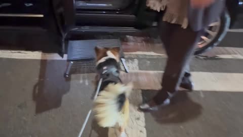 Corgi Has His Own Driver