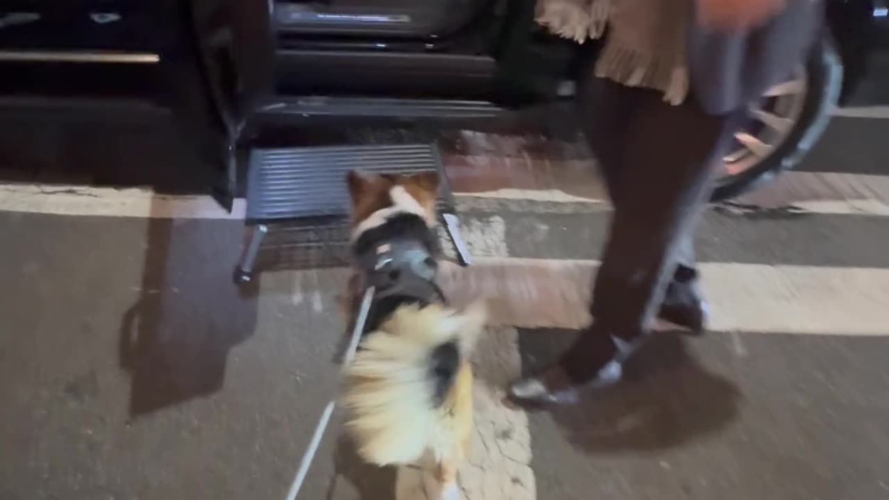 Corgi Has His Own Driver