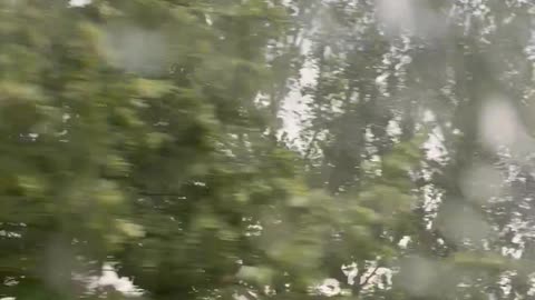 Storm Winds Spark Tree Branch On Electrical Wire