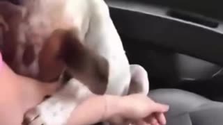 Abandoned dog can`t hold back his emotions after being rescued