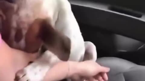 Abandoned dog can`t hold back his emotions after being rescued