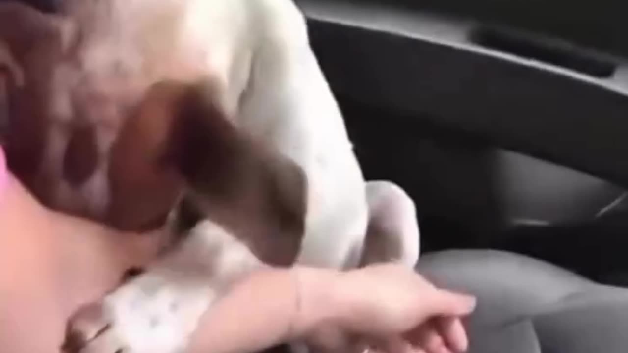 Abandoned dog can`t hold back his emotions after being rescued