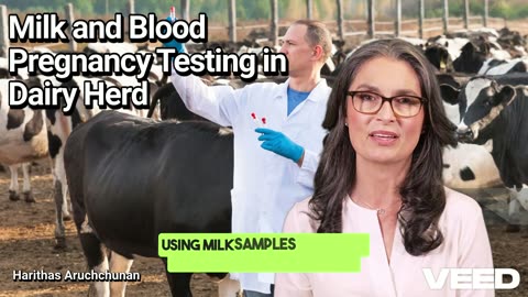 Boos Your Dairy Herd's Reproductive Performance with Milk and Blood Pregnancy Testing