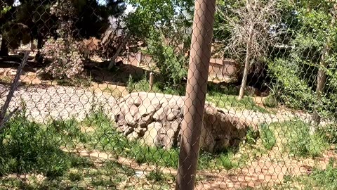Wolf at El Paso Zoo in Texas