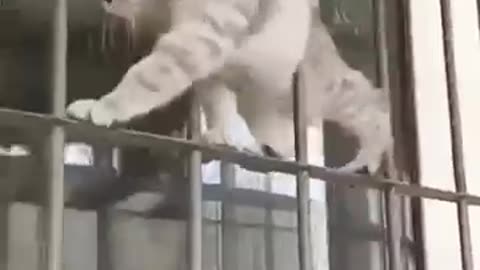 funny cat Ninja