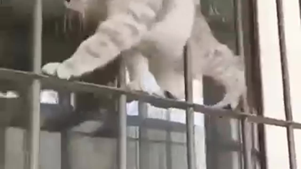 funny cat Ninja