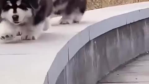 Cute Dogs 🐕