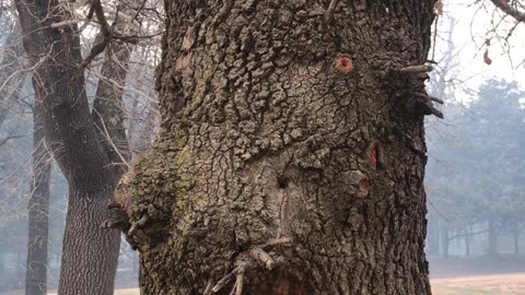 Chimney Tree Burns From Inside Out