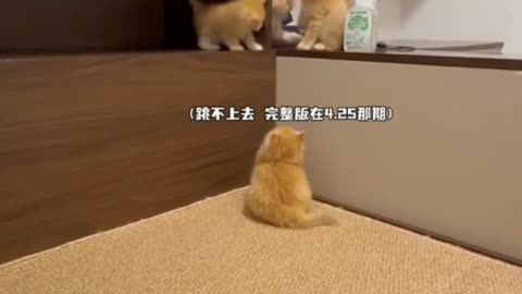 cat funny with friends