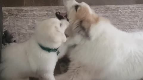 😂🐶 Titan and Zooma's Epic Fail! | FunFM