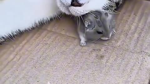 no mommy, i don't eat this 🙀🙀