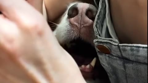 Littels Dog's Comedy Videos 🤣 so cute videos 😍 funny videos 🤣 Live Camera HD 💞 💞