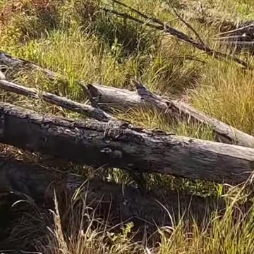 Cabin Projects & Nature Walks_ My Daily Dose of Bliss #livingoffgrid