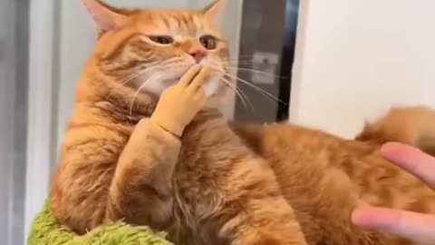 Fake Hand on Cat Ultimate Reaction