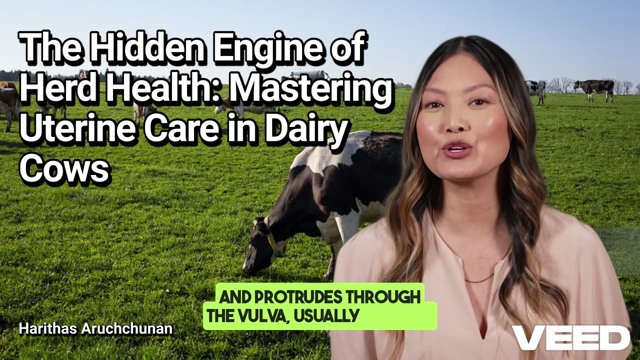 Master Uterine Care for Healthy Cows