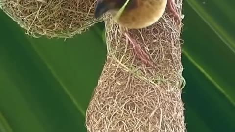 Nature s Tailors Birds and Their Incredible Nest