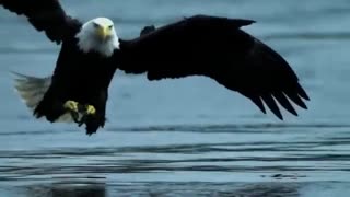 Bald Eagle