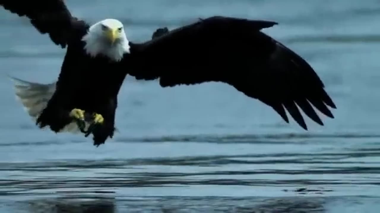 Bald Eagle