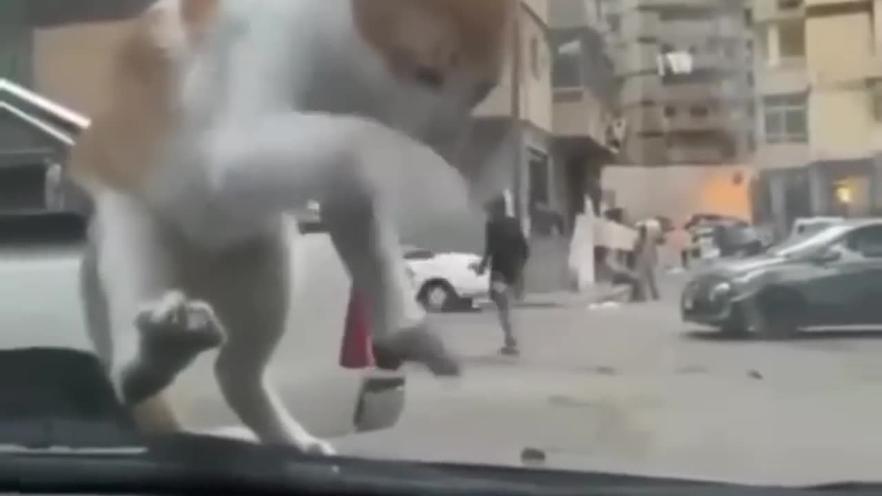 Animals Funny Video