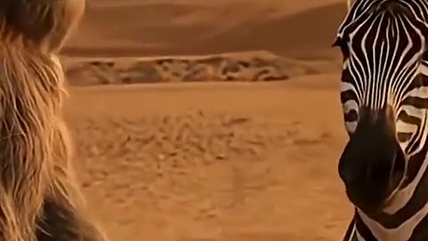 The Zebra’s Strange Wish Left Bigfoot Speechless!