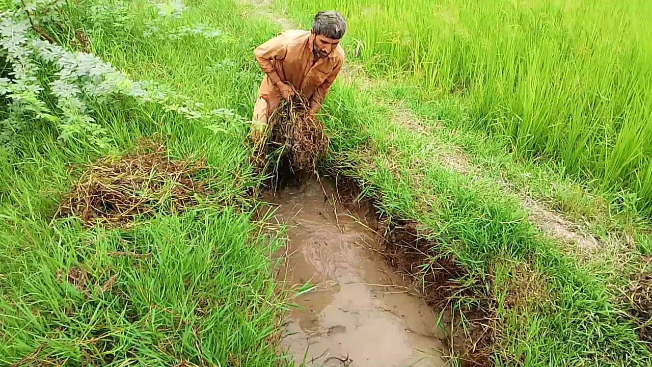 "Village Life: A Glimpse of Nature’s Beauty"