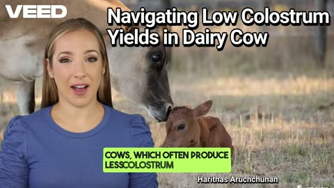 Boosting Colostrum Yield in Dairy Cows