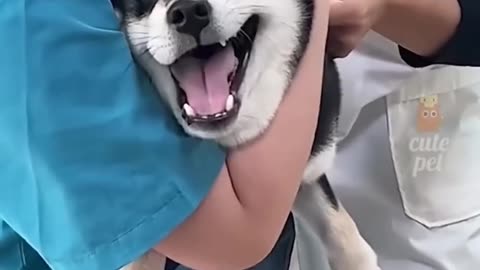 Funny Animals