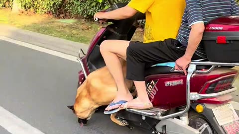 My dog helps beautify the city