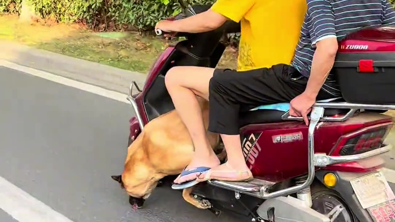 My dog helps beautify the city