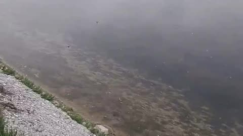 Niesel regen mit Wind