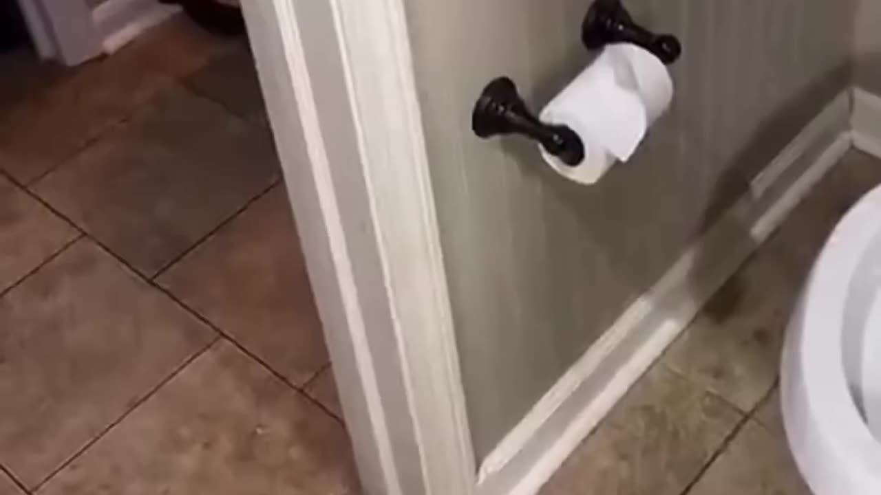 English speaking cats